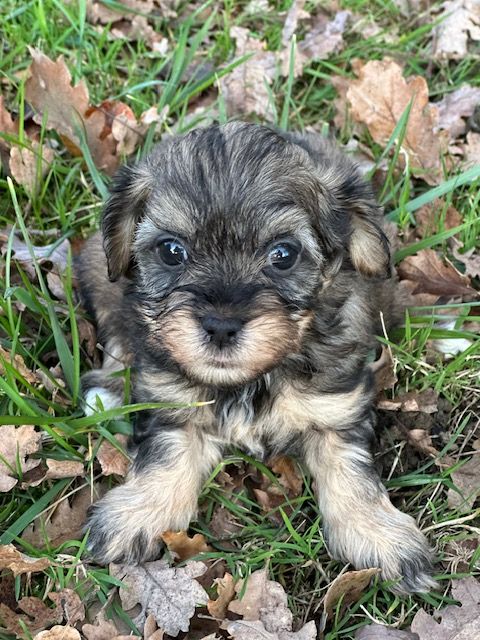 Del rey rakashi - Chiots disponibles - Bichon Havanais