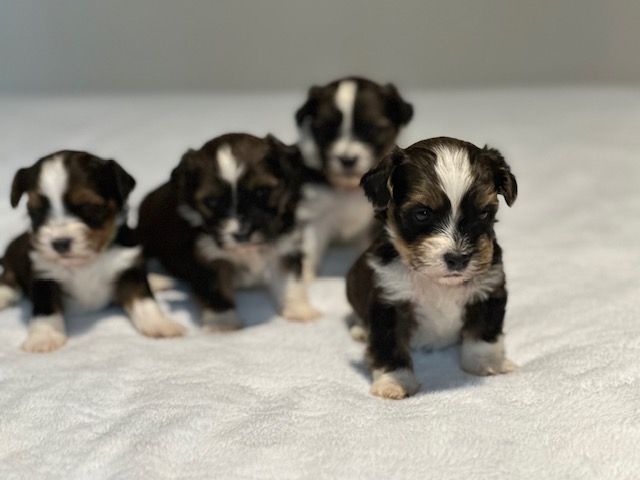 Chiot Bichon Havanais Del rey rakashi