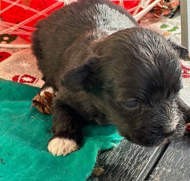 Del rey rakashi - Chiots disponibles - Bichon Havanais