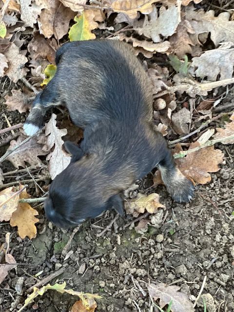 Del rey rakashi - Chiots disponibles - Bichon Havanais