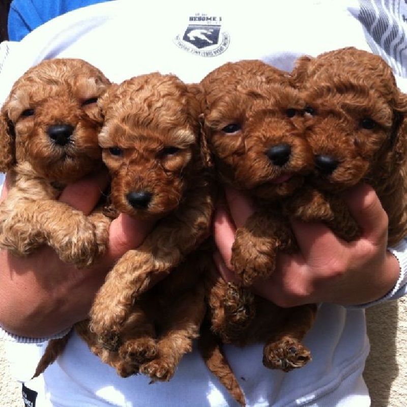 Chiot Caniche Del rey rakashi