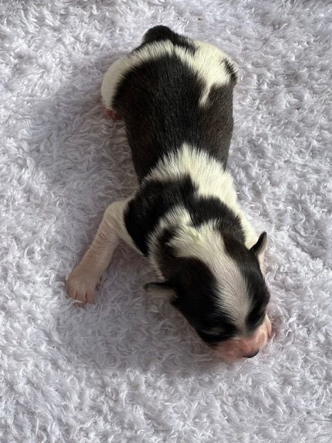 Del rey rakashi - Chiots disponibles - Bichon Havanais