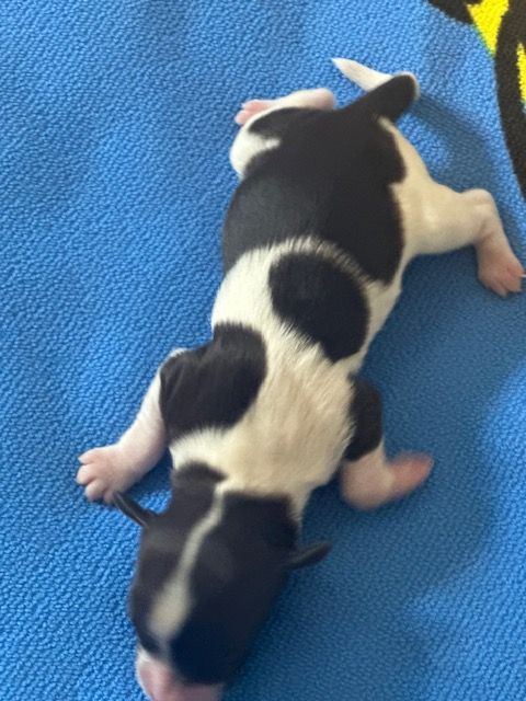 Del rey rakashi - Chiots disponibles - Bichon Havanais