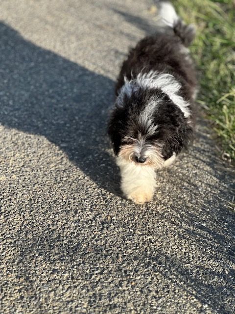 Del rey rakashi - Chiots disponibles - Bichon Havanais