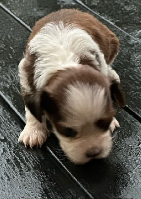 CHIOT 2