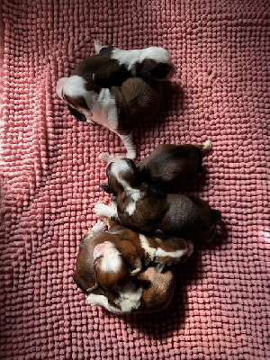 CHIOT 6