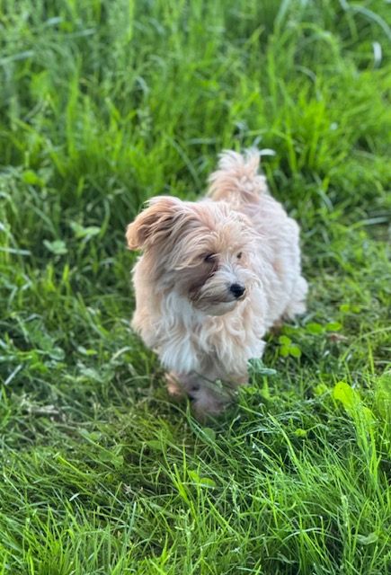 Del rey rakashi - Chiots disponibles - Bichon Havanais