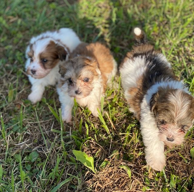 Chiot Bichon Havanais Del rey rakashi