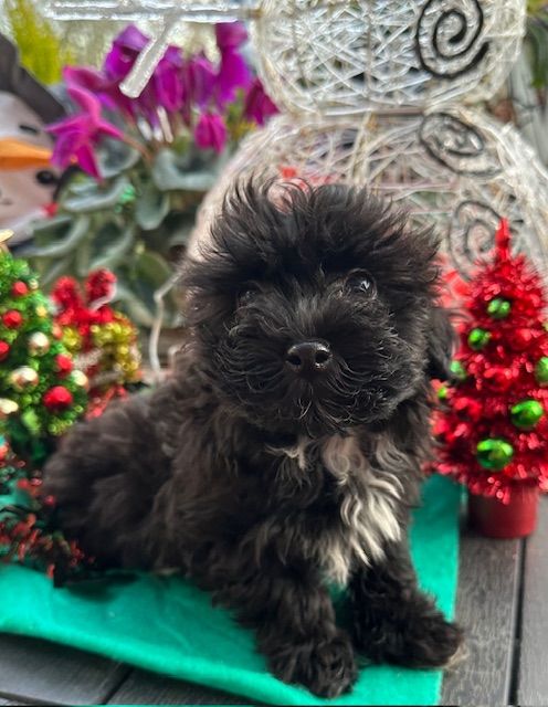 Del rey rakashi - Chiots disponibles - Bichon Havanais