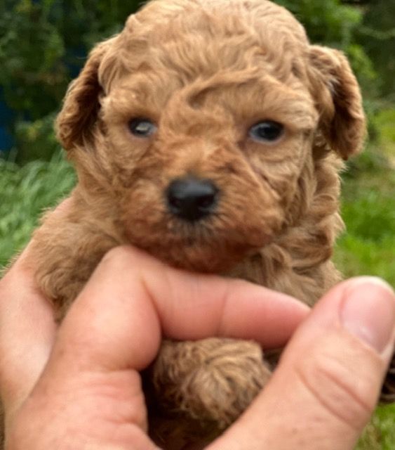 Del rey rakashi - Chiots disponibles - Caniche