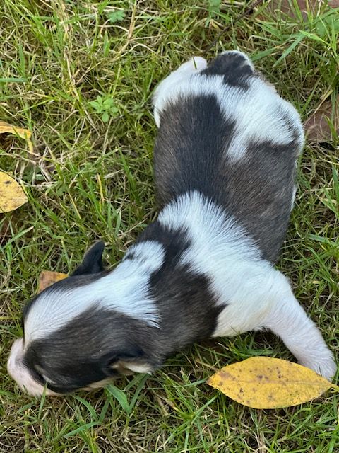 Del rey rakashi - Chiots disponibles - Bichon Havanais