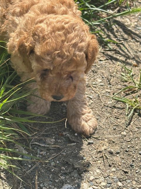 Del rey rakashi - Chiots disponibles - Caniche