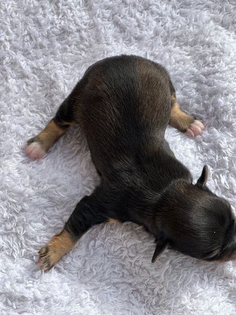 Del rey rakashi - Chiots disponibles - Bichon Havanais