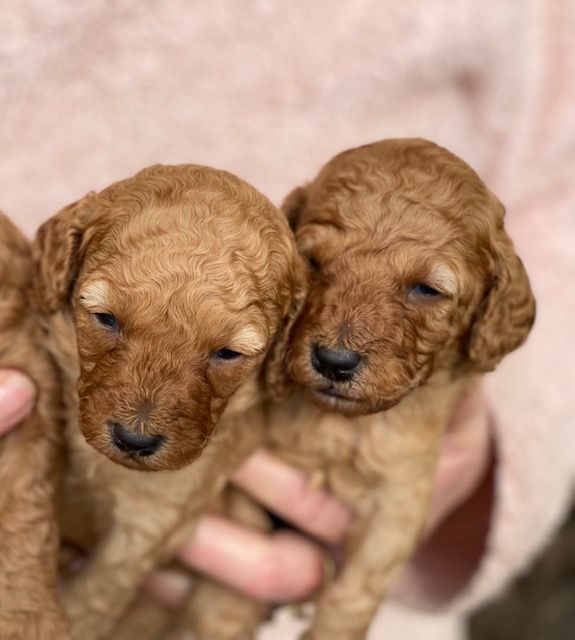 Chiot Caniche Del rey rakashi