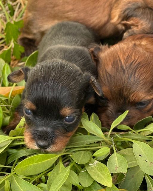 Del rey rakashi - Chiots disponibles - Bichon Havanais