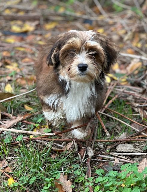 Del rey rakashi - Chiots disponibles - Bichon Havanais