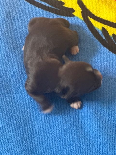 Del rey rakashi - Chiots disponibles - Bichon Havanais