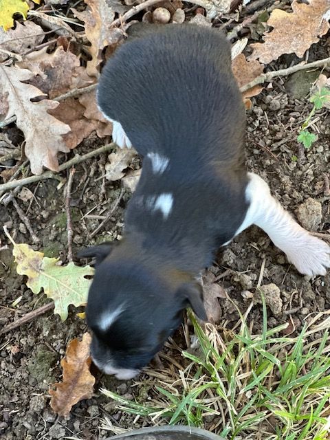 Del rey rakashi - Chiots disponibles - Bichon Havanais