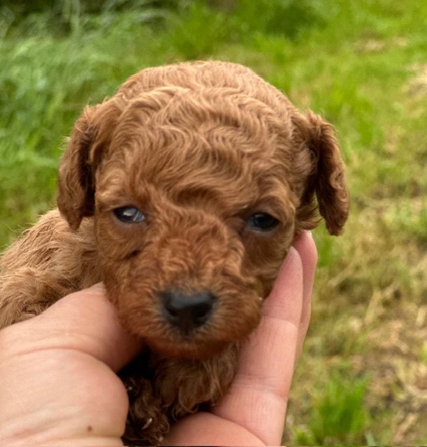 Del rey rakashi - Chiots disponibles - Caniche