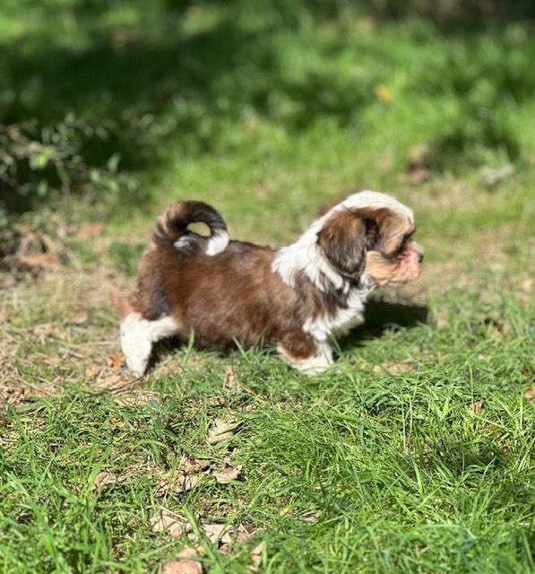 Del rey rakashi - Chiots disponibles - Bichon Havanais