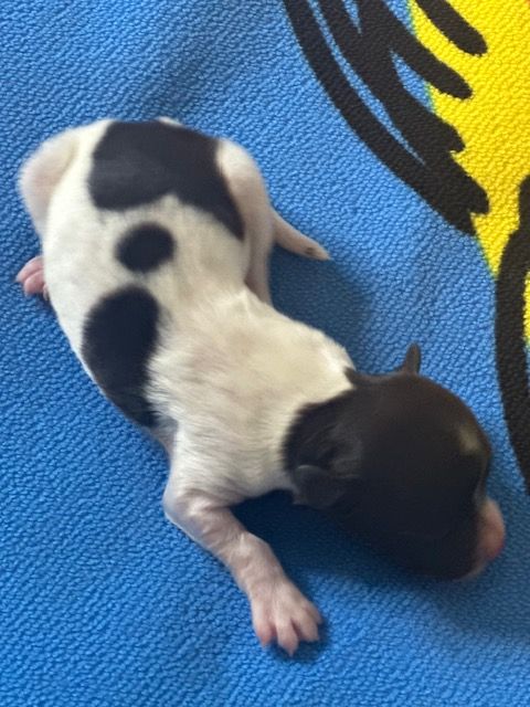 Del rey rakashi - Chiots disponibles - Bichon Havanais