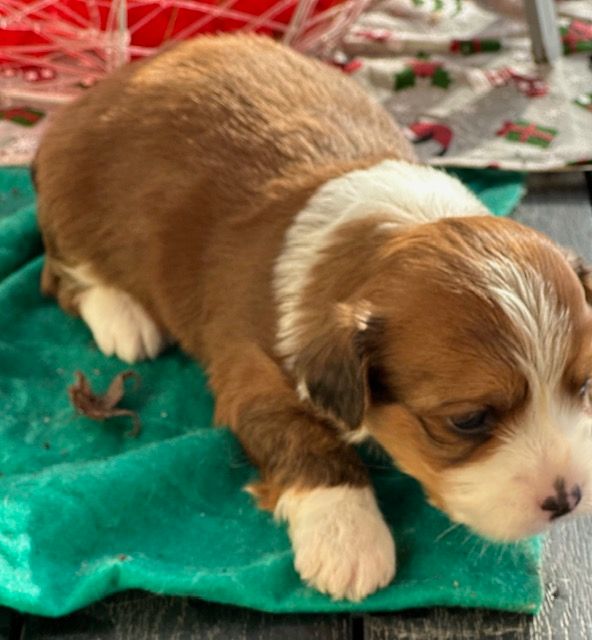 Del rey rakashi - Chiots disponibles - Bichon Havanais