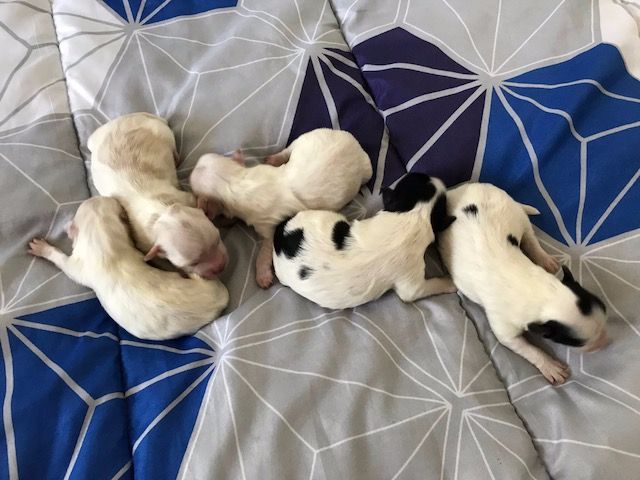 Chiot Bichon Havanais Del rey rakashi