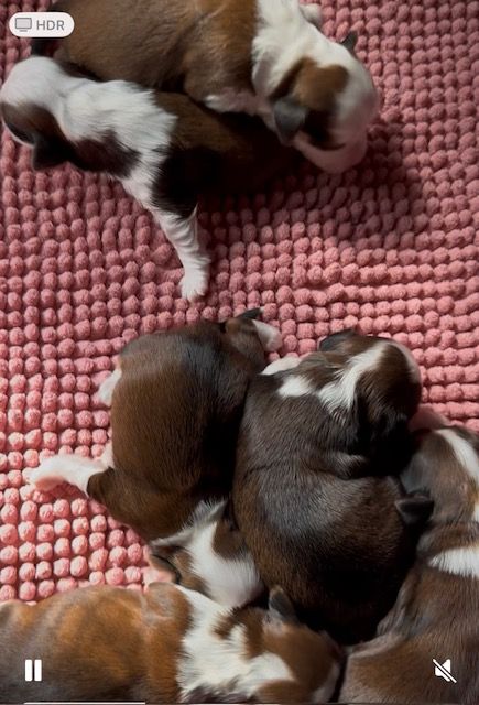 Del rey rakashi - Chiots disponibles - Bichon Havanais