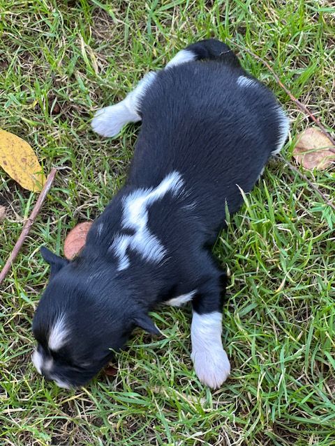 Del rey rakashi - Chiots disponibles - Bichon Havanais