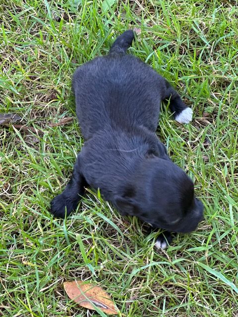 Del rey rakashi - Chiots disponibles - Bichon Havanais