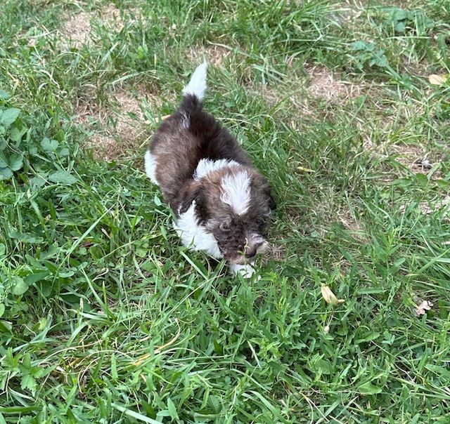 Del rey rakashi - Chiots disponibles - Bichon Havanais