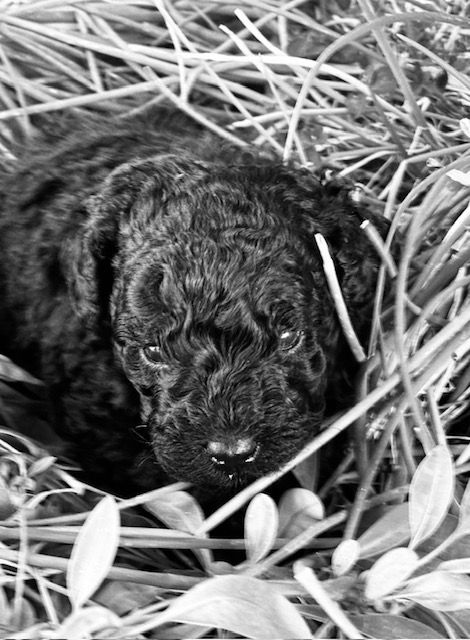 Del rey rakashi - Chiots disponibles - Caniche