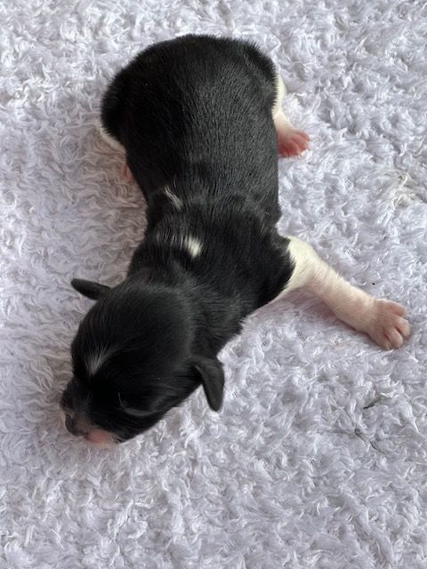 Del rey rakashi - Chiots disponibles - Bichon Havanais